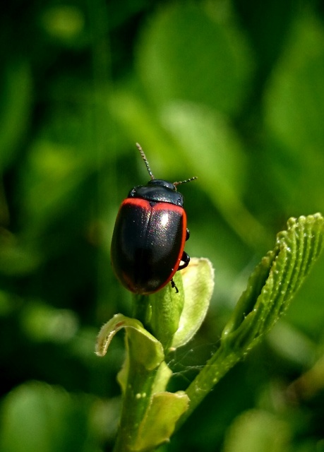 Chrysolina limbata - keretes levélbogár