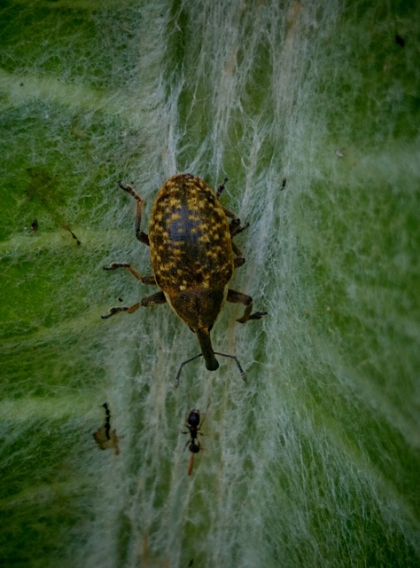 Larinus sturnus - aszat-púderbarkó