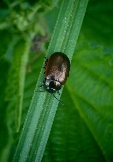 Chrysolina marginata - nyúlánk szegélyeslevelész