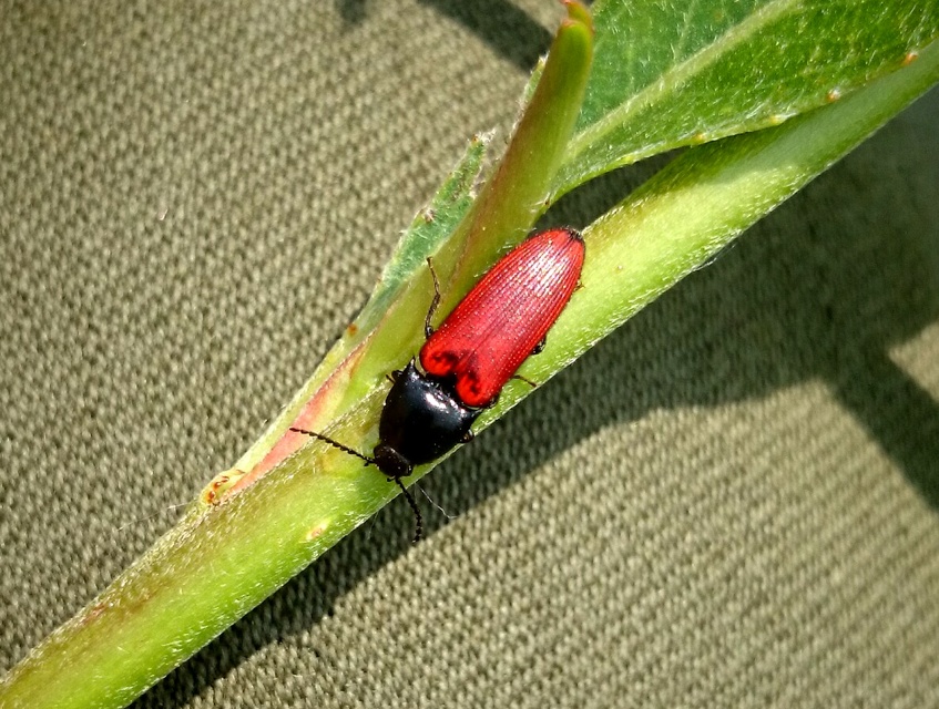 Ampedus rufipennis - vörösszárnyú pattanó