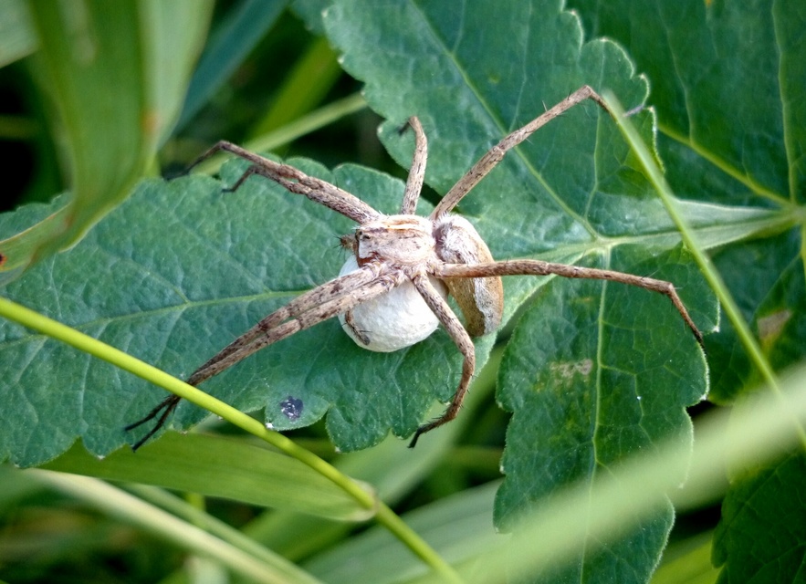 Pisaura mirabilis - csodáspók