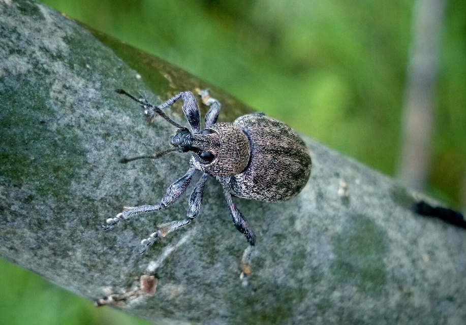 Otiorhynchus ligustici - vincellér-gyalogormányos