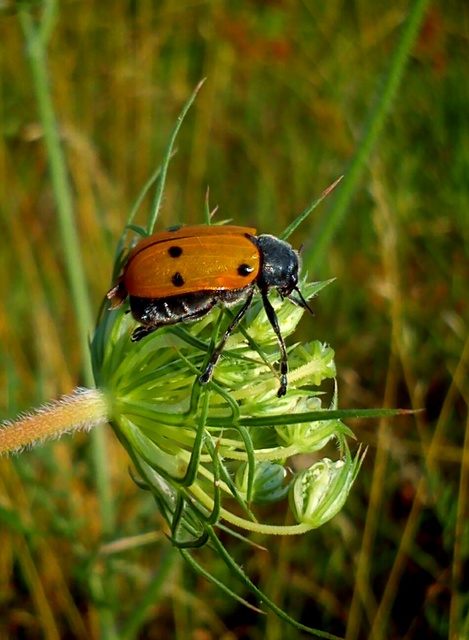 Lachnaia sexpunctata - szőrösnyakú zsákhordóbogár
