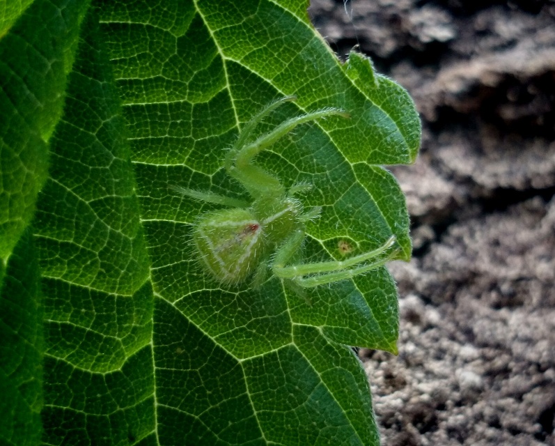 Heriaeus graminicola - réti borzaskarolópók