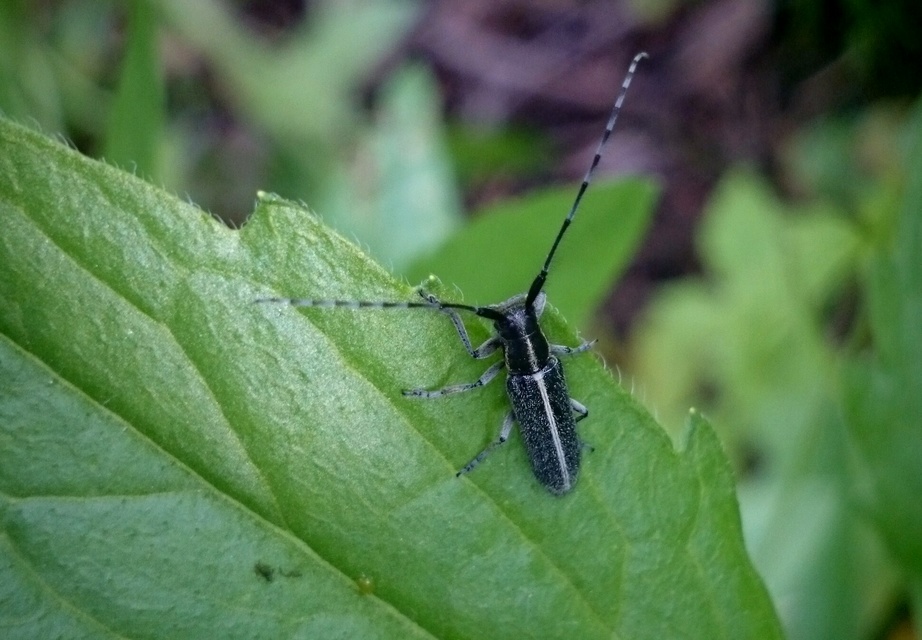 Agapanthia cardui - sávos bogáncscincér