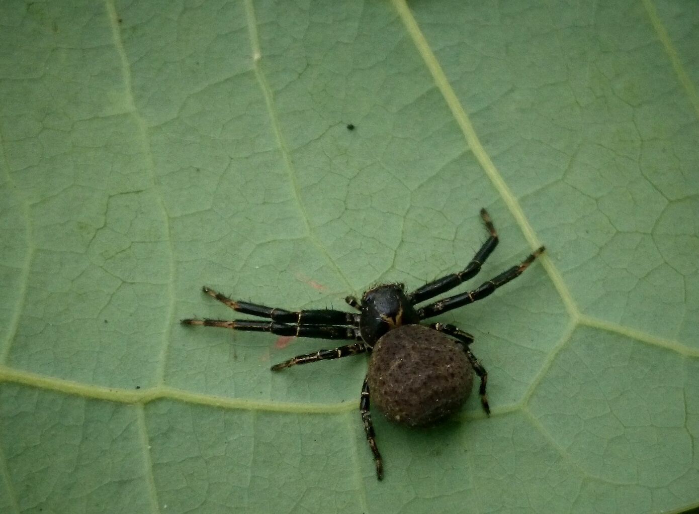 Xysticus luctuosus