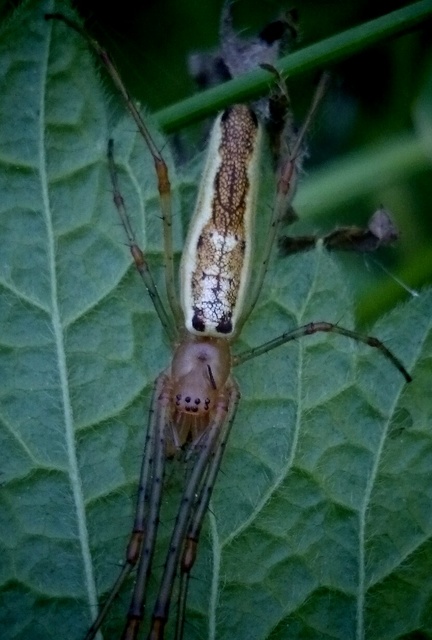 Tetragnatha montana - hegyi állaspók