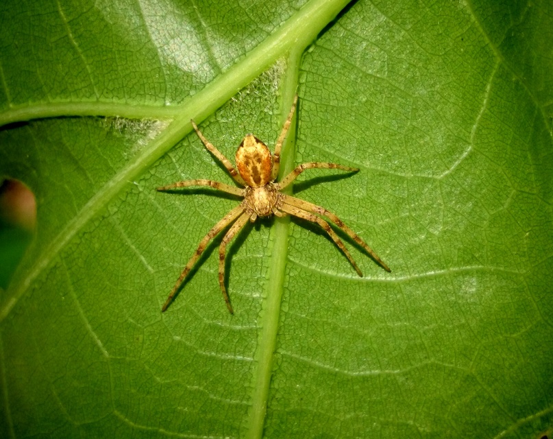Philodromus