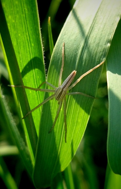 Tibellus