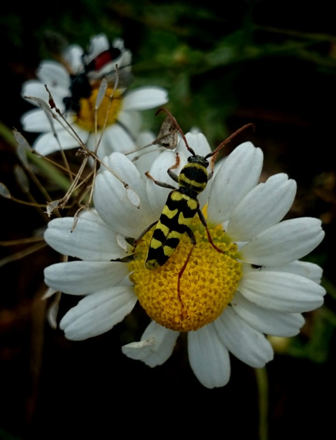 Echinocerus floralis - lucerna-darázscincér