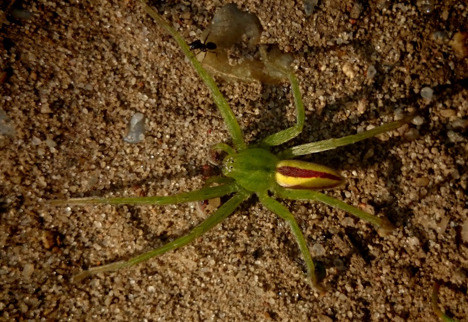Micrommata virescens - hunyópók