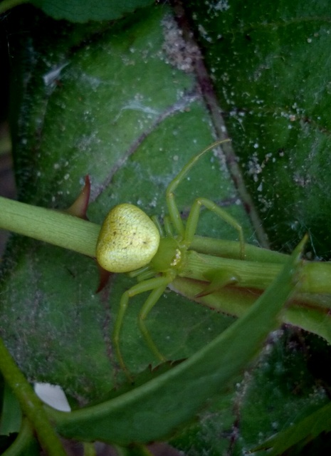 Ebrechtella tricuspidata - alakoskodó karolópók