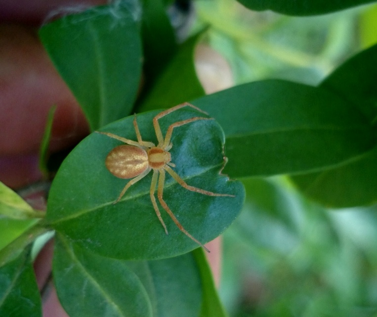 Philodromus rufus