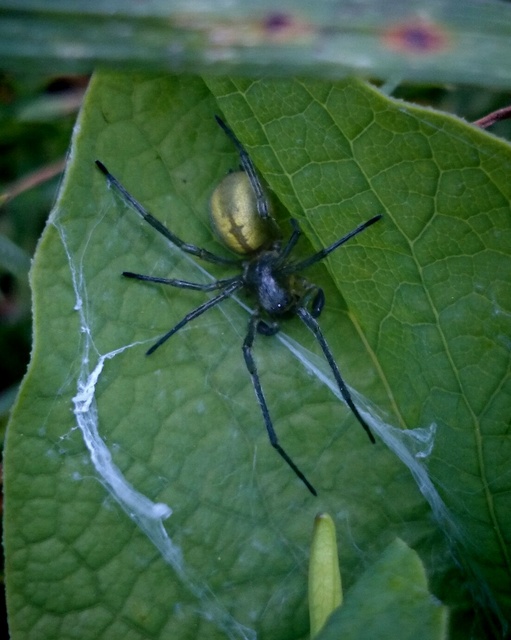 Cheiracanthium