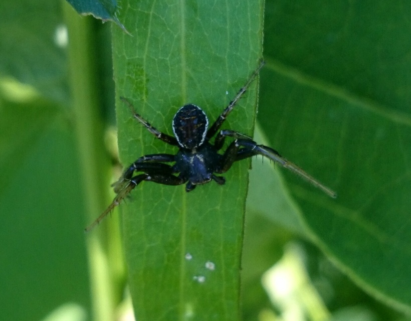 Xysticus kochi - közönséges karolópók