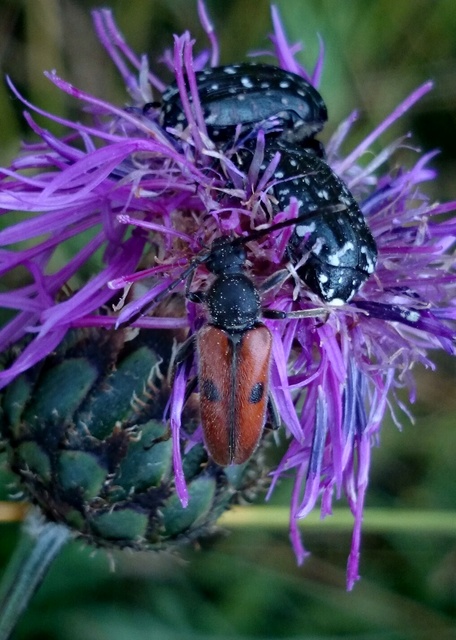 Vadonia unipunctata - kétpettyes virágcincér