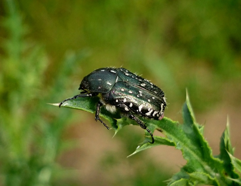 Oxythyrea funesta - sokpettyes virágbogár