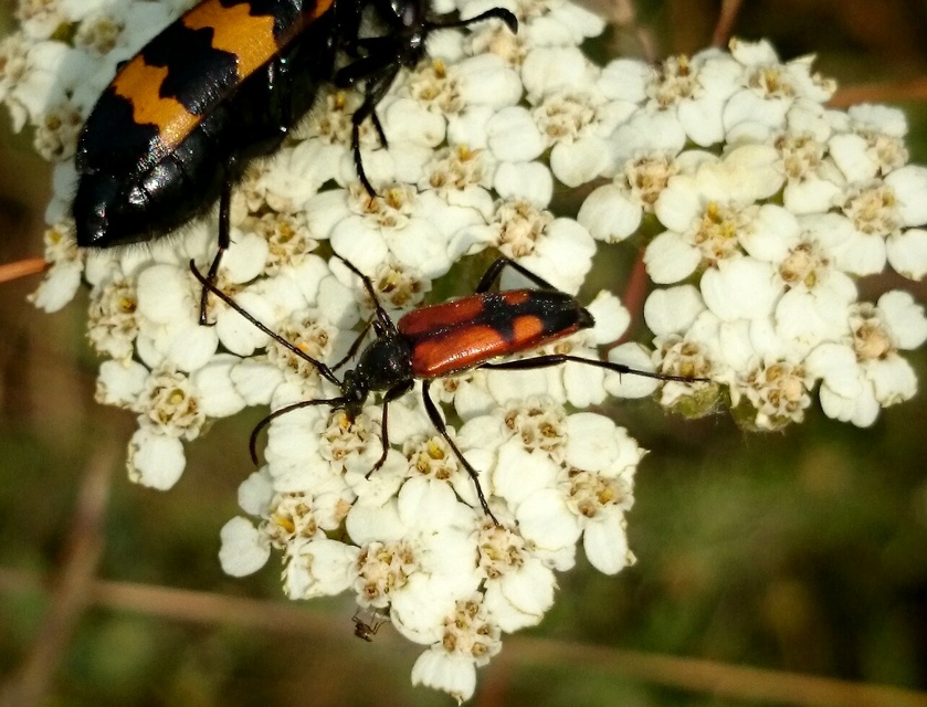 Stenurella bifasciata - kétöves karcsúcincér