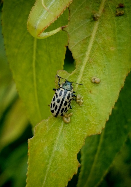 Chrysomela vigintipunctata - húszfoltos fűzlevelész