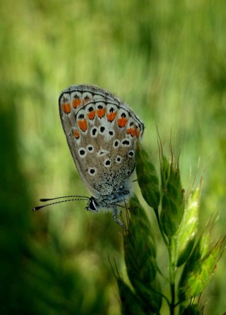 Aricia agestis - szerecsenboglárka