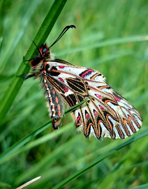 Zerynthia polyxena - farkasalmalepke