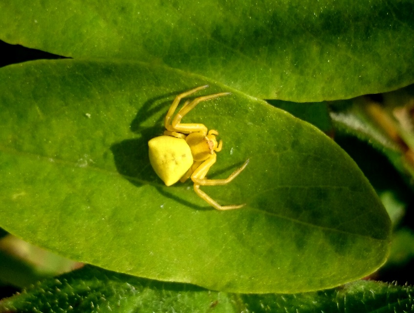 Thomisus onustus - fehér karolópók