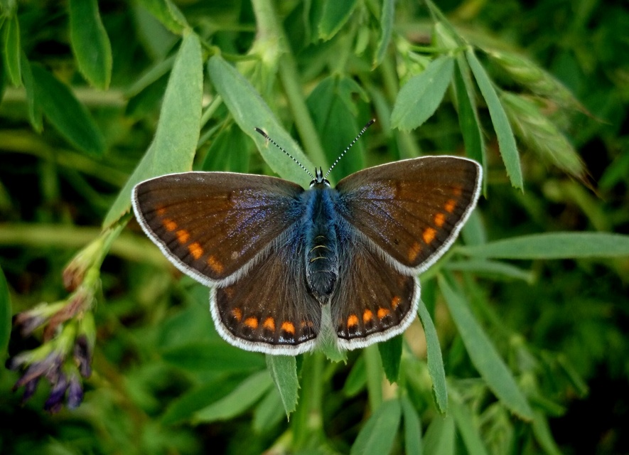 Polyommatus icarus - közönséges boglárka