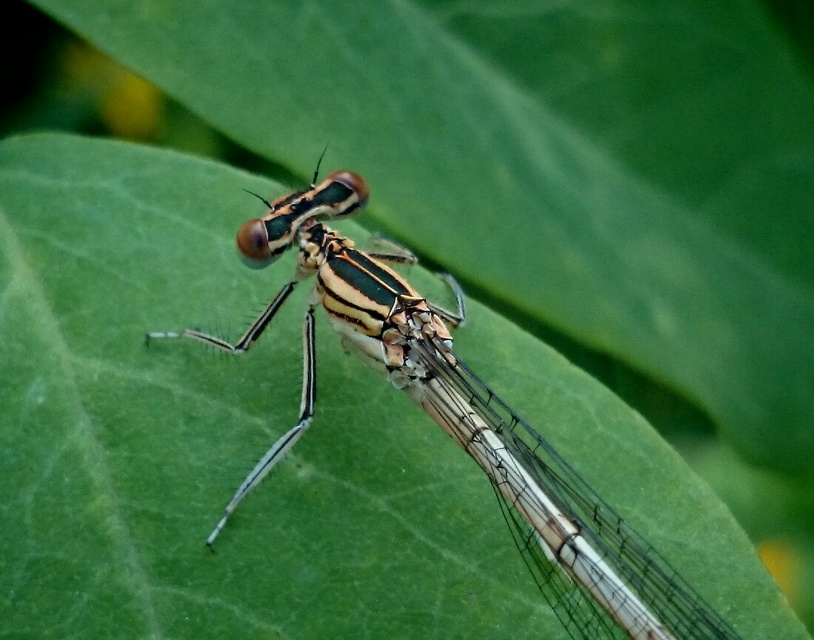 Platycnemis pennipes - széleslábú szitakötő