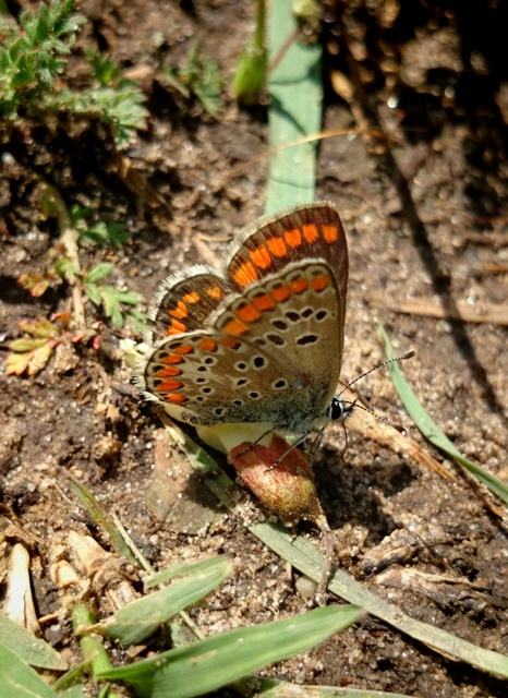 Aricia agestis - szerecsenboglárka