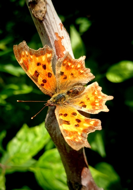 Nymphalis c-album - C-betűs lepke