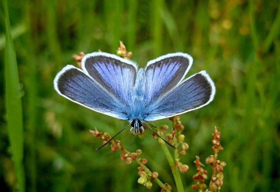 Plebejus argus - ezüstös boglárka