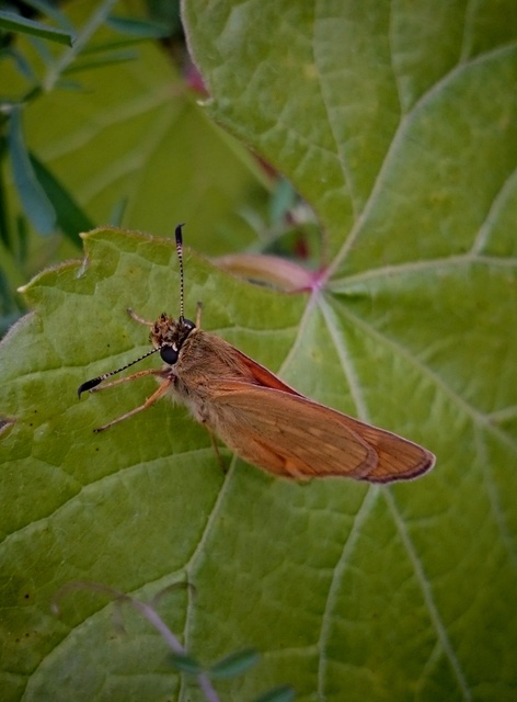 Ochlodes sylvanus - erdei busalepke
