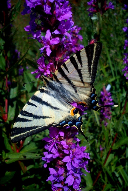 Iphiclides podalirius - kardoslepke