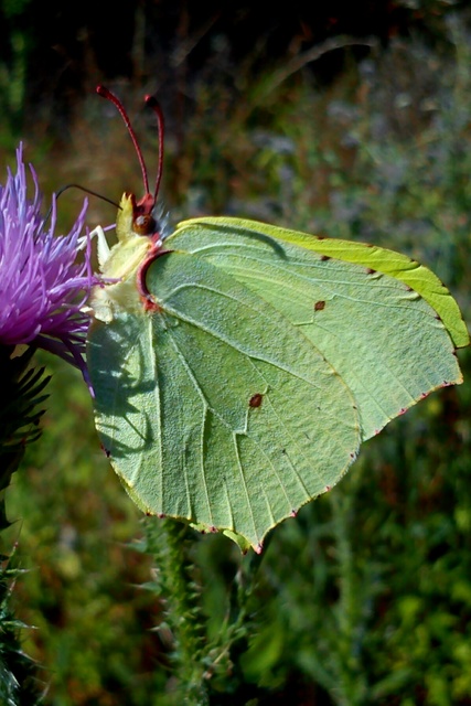 Gonepteryx rhamni - citromlepke