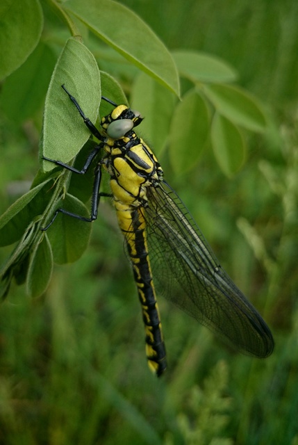 Gomphus vulgatissimus - feketelábú folyami-szitakötő