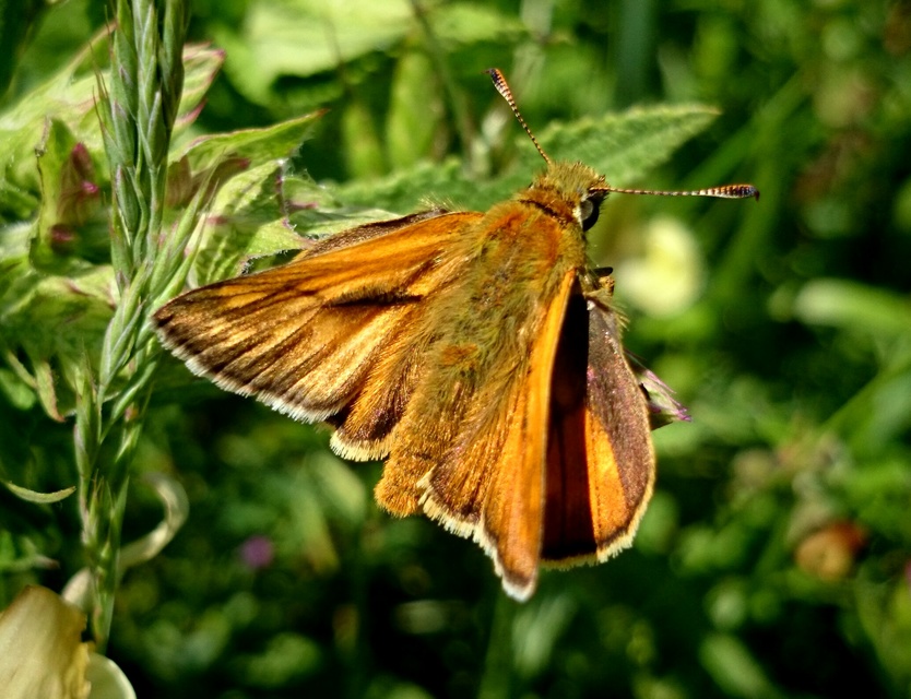 Ochlodes sylvanus - erdei busalepke