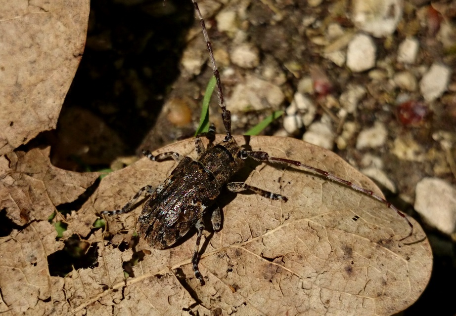Mesosa nebulosa - ködfoltos cincér