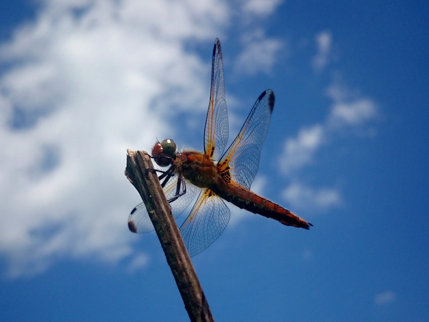 Libellula fulva - kisfoltos laposacsa