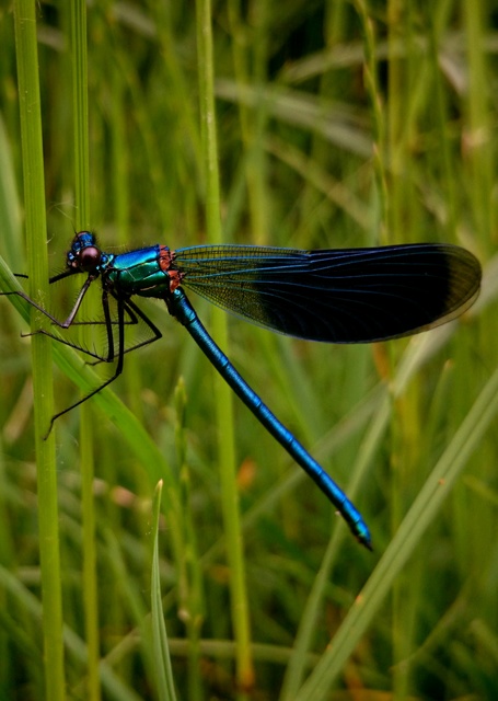 Calopteryx splendens - sávos szitakötő