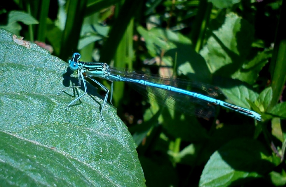 Platycnemis pennipes - széleslábú szitakötő
