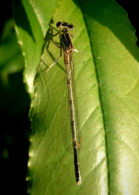 Platycnemis pennipes - széleslábú szitakötő
