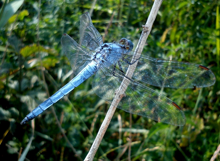 Orthetrum brunneum - pataki pásztorszitakötő