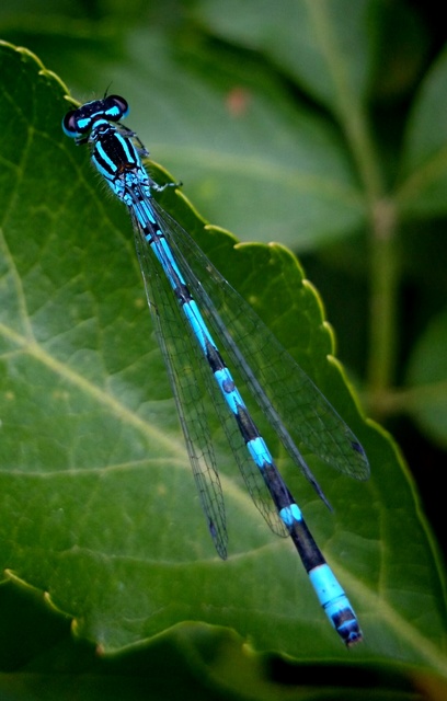 Coenagrion ornatum - díszes légivadász