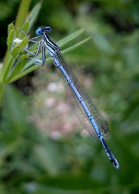 Platycnemis pennipes - széleslábú szitakötő