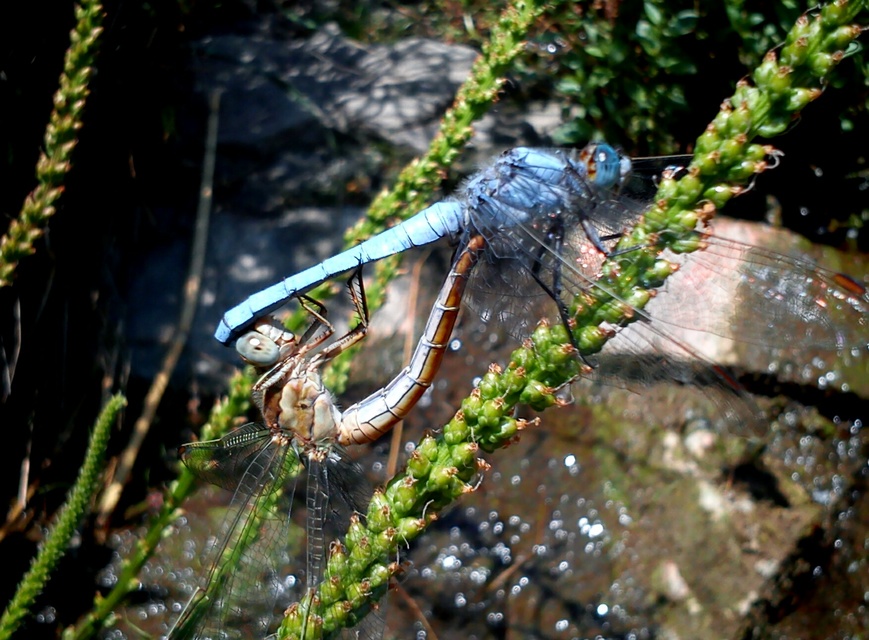 Orthetrum brunneum - pataki pásztorszitakötő