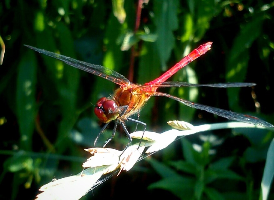 Sympetrum sanguineum - vörös katona-szitakötő