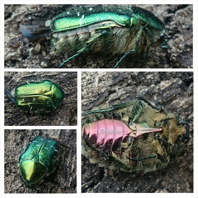 Cetonia aurata - aranyos virágbogár
