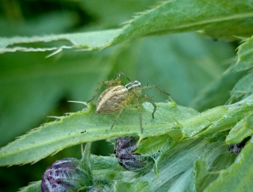 Oxyopes lineatus