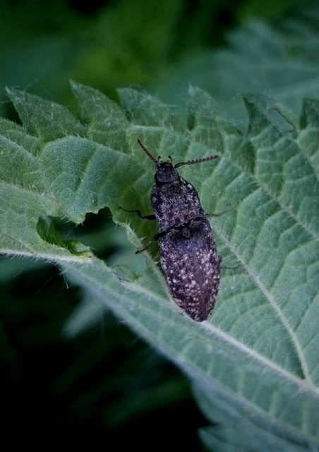 Agrypnus murinus - egérszínű pikkelyespattanó