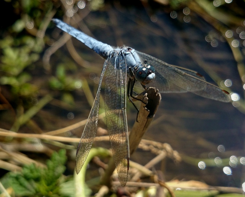 Orthetrum brunneum - pataki pásztorszitakötő